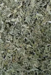 WILD LETTUCE LEAF. Fine Cut for your pleasure.