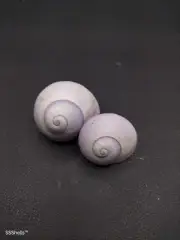 2 x janthina-janthina violet bubble snail Australian Sea shell. Beach #11235