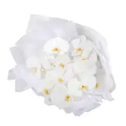 Interflora | Classic White Orchid