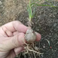 在飛比找蝦皮購物優惠-開花會香香的哨兵花/多肉植物/塊根植物