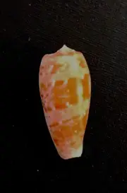 CONIDAE CONUS BOLLATUS COLLECTORS SEA SHELL