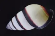 1387. Collection Land Snail Shell Amphidromus sp 31mm. Vietnam Central