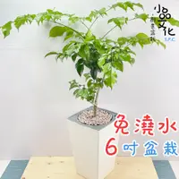 在飛比找蝦皮商城優惠-【小品文化】進財樹【現貨】6吋磚紋免澆水盆栽 觀葉植物 室內