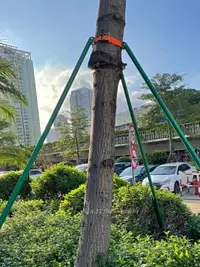 在飛比找樂天市場購物網優惠-鋼管樹木支撐架防風支架綁帶式樹木支撐固定器園林綠化苗木支架