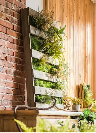 掬涵 仿真綠植墻空氣鳳梨壁掛植物畫框相框多肉植物蕨類背景墻