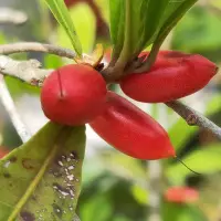 在飛比找Yahoo!奇摩拍賣優惠-元茂園藝桃園三民店 高質感手作盆栽第一品牌/神秘果/果樹盆栽