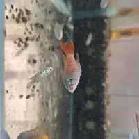 在飛比找iOPEN Mall優惠-[小農水族工作室]蓋斑鬥魚 彩兔 高級餌料生物