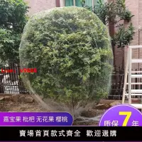 在飛比找樂天市場購物網優惠-【台灣公司破盤價】新款果樹防鳥罩嘉寶果枇杷櫻桃藍莓果園尼龍防