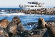 Phillip Island Seal Cruise - Cowes