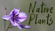 Buy Native Plants to Australia