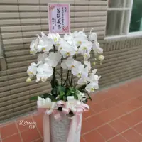 在飛比找蝦皮購物優惠-高雄花店 Dflower花事 喪事蘭花 喪禮蘭花盆栽 殯儀館