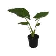 300mm Alocasia Giant Taro - Alocasia