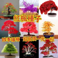 在飛比找蝦皮購物優惠-【種子之家】多色紅楓種子 黃金楓 青楓 藍楓樹 紫紅楓 種子