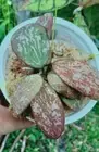 Hoya Sigillatis Sp Borneo Red Splas Free Phytosanitary Certificate