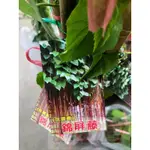 花田厝-蔓藤植物  錦屏藤  4吋盆  環境美化綠廊植物