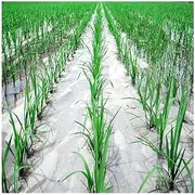 50m Thick 0.01mm Agriculture White Film, for Vegetable Planting Plastic Mulch Film Plants Keep Warm Growing Cover (Size : Width 1.5m)