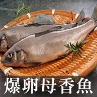 在飛比找蝦皮商城優惠-南海豐【爆卵大母香魚】160g以上/尾 黃金色魚卵飽滿，迷人