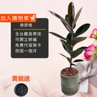 在飛比找蝦皮商城精選優惠-黑金剛橡膠樹 橡皮樹盆栽 八吋水泥盆 開幕送禮 室內植物 觀