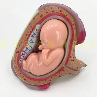 妊娠胚胎發育模型 計劃生育模型 妊娠胚胎發育過程模型（8件/套）
