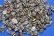 BUMBLE BEES SEASHELLS, Filler Pattern Seashells, Black White Bulk Priced, SS-10