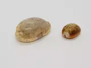 Elegant Marginella Mini Shell Cryptospira elegans sea snail Seashell Marine