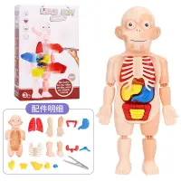 在飛比找蝦皮購物優惠-［台灣現貨］科學玩具 人體構造模型 人體器官模型 模型玩具 