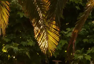 博塞留棕櫚樹飯店