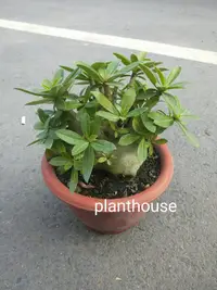 在飛比找露天拍賣優惠-●○植宅●○阿拉伯沙漠玫瑰(隨機出貨)●○6/7吋盆●○多肉