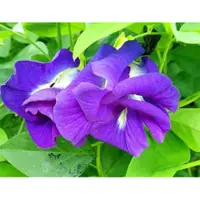 在飛比找蝦皮購物優惠-陽光綠築【重瓣蝶豆花種子15顆30元】蔓性植物。夢幻藍紫色花
