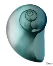 Empire Art Direct Shimmering Snail II by Albert Koetsier Wall Art