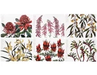 Australian Native Flowers Placemat set of 6 Cork Backed Placemats Aus Floral