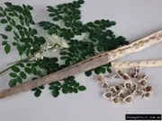 Buy Drumstick Tree or Horseradish Tree (Moringa oleifera)