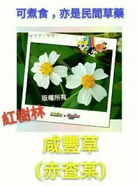 在飛比找Yahoo!奇摩拍賣優惠-【紅樹林】大花咸豐草  赤查某(種子)~每份50粒