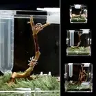 Acrylic Jumping Spider Breeding Box Breeding Cage Insect Box Spider habitat