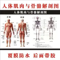 在飛比找蝦皮購物優惠-3.23 熱賣 人體骨骼圖大掛圖器官人體內臟結構圖穴位圖人體