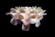 Sea shell - Bivalvia squamosa- 81mm
