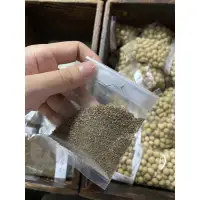 在飛比找蝦皮購物優惠-青骨芹菜 芹菜 種子 菜種菜苗 花苗 花種 蔬菜 水果 適合