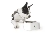 Elspet Splash Proof Pet Water Bowl