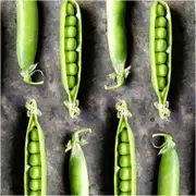 Pea (Shelling) - Willow seeds