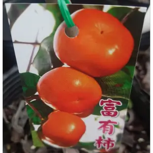 東大興農場 富有柿 次郎甜柿 黑柿 觀果植物 盆栽植物 景觀植物