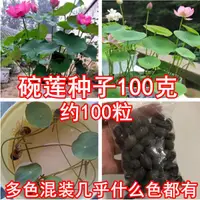 在飛比找蝦皮購物優惠-種子 碗蓮種子碗連種籽睡蓮花室內水培四季花卉荷花根魚共養盆栽