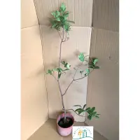 在飛比找蝦皮購物優惠-植plant&flower~米老鼠 桂葉黃梅