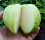 Fresh Seeds Guava Crystal Indonesia Psidium Guajava ( Jambu Kristal )