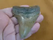 (S275-10) big 3-1/4" Fossil MEGALODON Shark Tooth Teeth JEWELRY love sharks