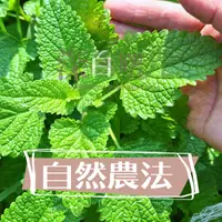 在飛比找蝦皮購物優惠-新鮮檸檬香蜂草/友善栽培新鮮檸檬香蜂草/生鮮蜜蜂花【深白曙光