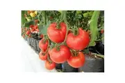 TOMATO 'Manapal' seeds