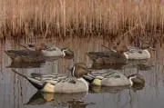 ZINK AVIAN-X TOPFLIGHT FUSION SERIES PINTAIL DUCK DECOYS 6-PACK NEW