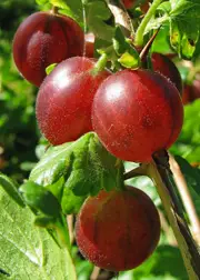 Gooseberry Captivator Tree - Ribes uva-crispa