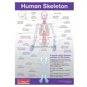 Human Anatomy and Skeleton Chart Educational