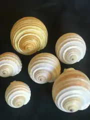 Large Striped Sea Shells